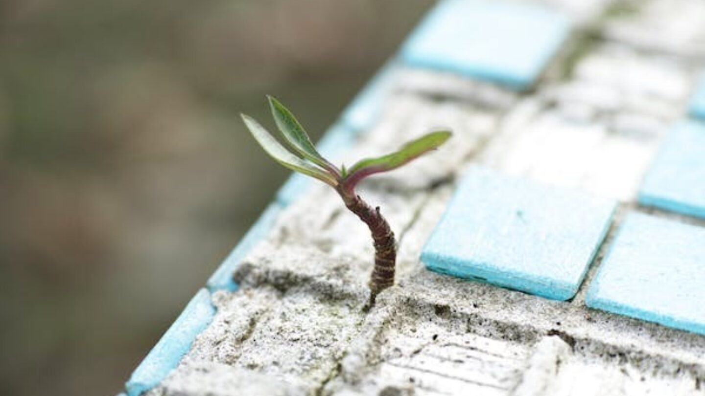 A small branch growing through paved tiles.