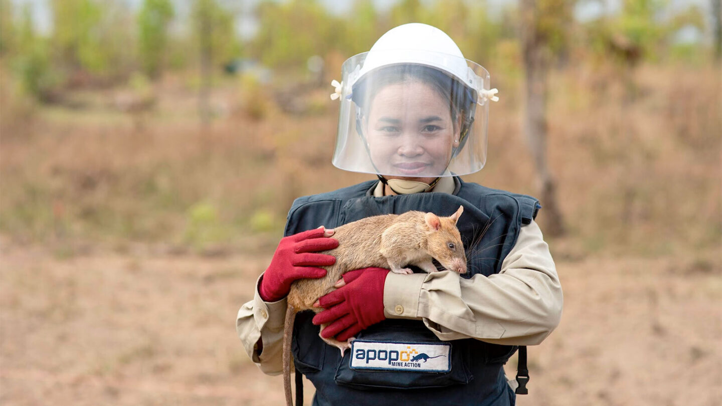 A person standing on a cleared minefield wearing a protective helmet and suit, with a label reading 'APOPO Mine Action'. They are holding a large African pouched rat.