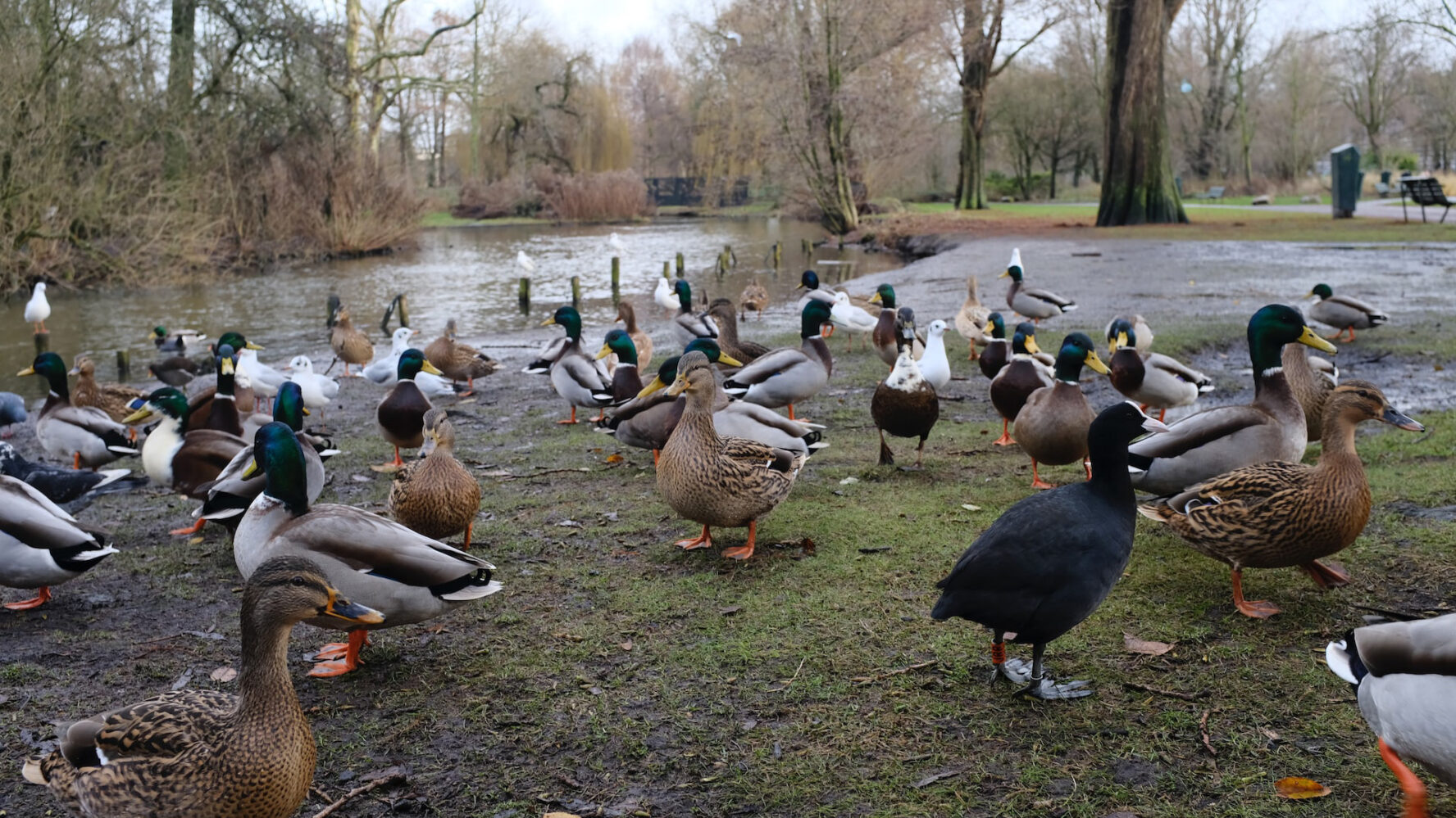 A muddy park, with waterfowl including ducks and coots standing in the foreground